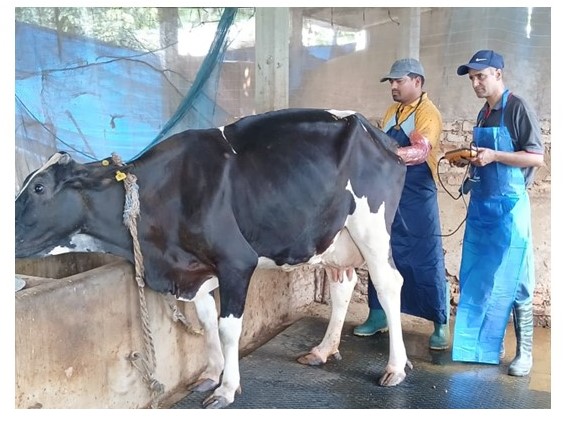 Infertility management research work in cows